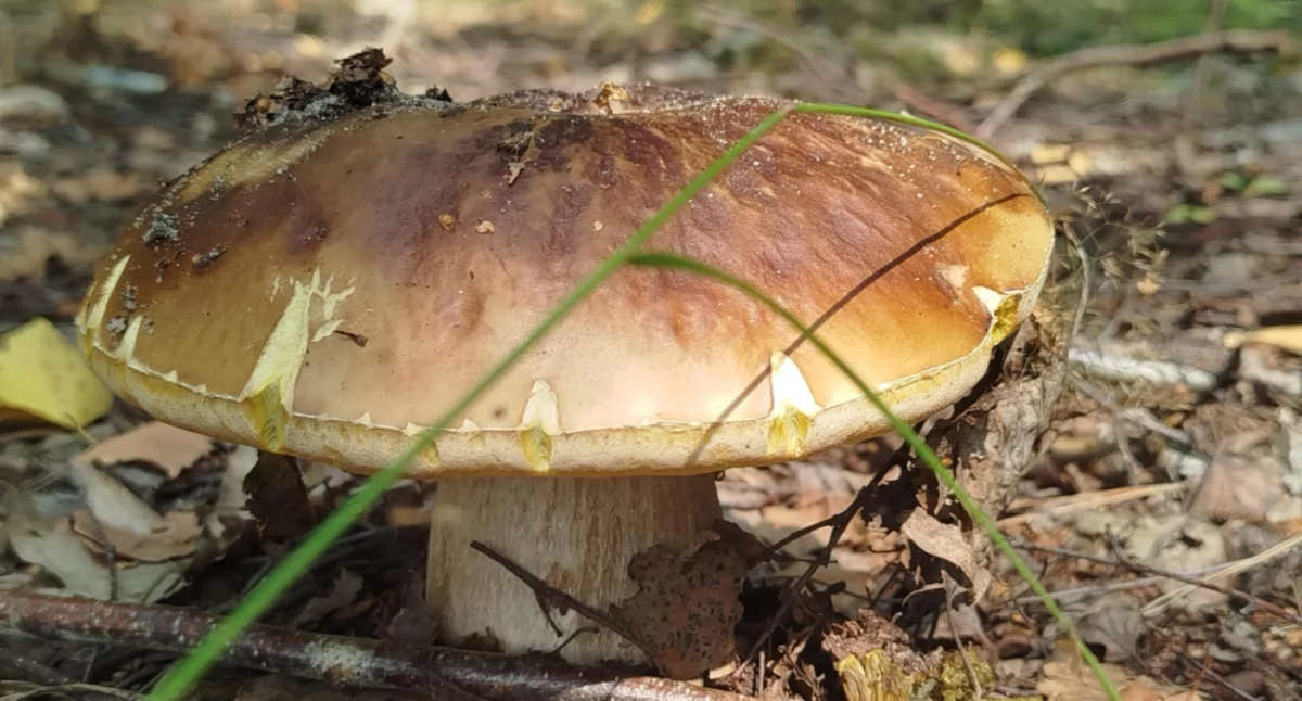 Nadleśnictwo Radziwiłłów zaprasza na grzybobranie! 