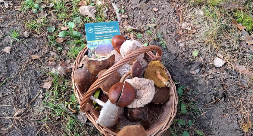 V Mazurskie Grzybobranie w Nadleśnictwie Wielbar
