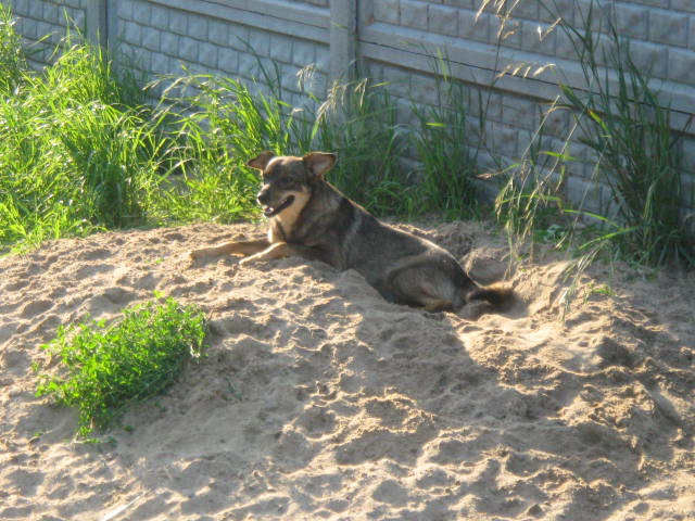Schronisko Miejskie Azorek - podsumowanie 2009 roku