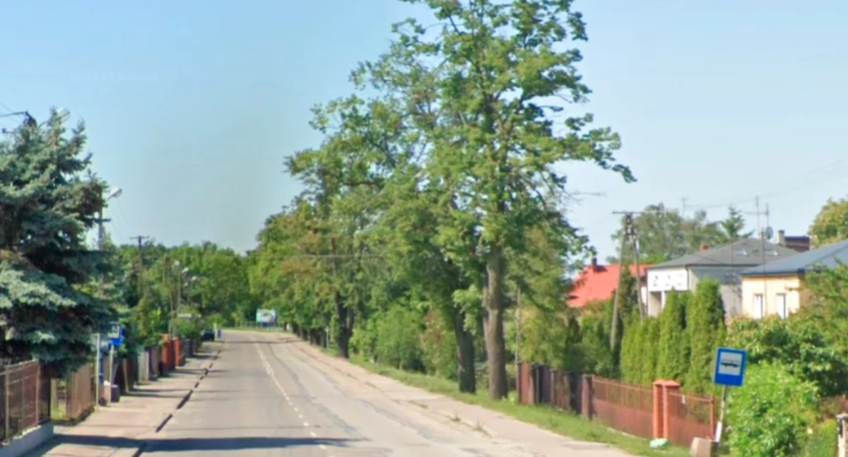W Sochaczewie wytną ponad stuletnie lipy, aby zrobić trawnik 