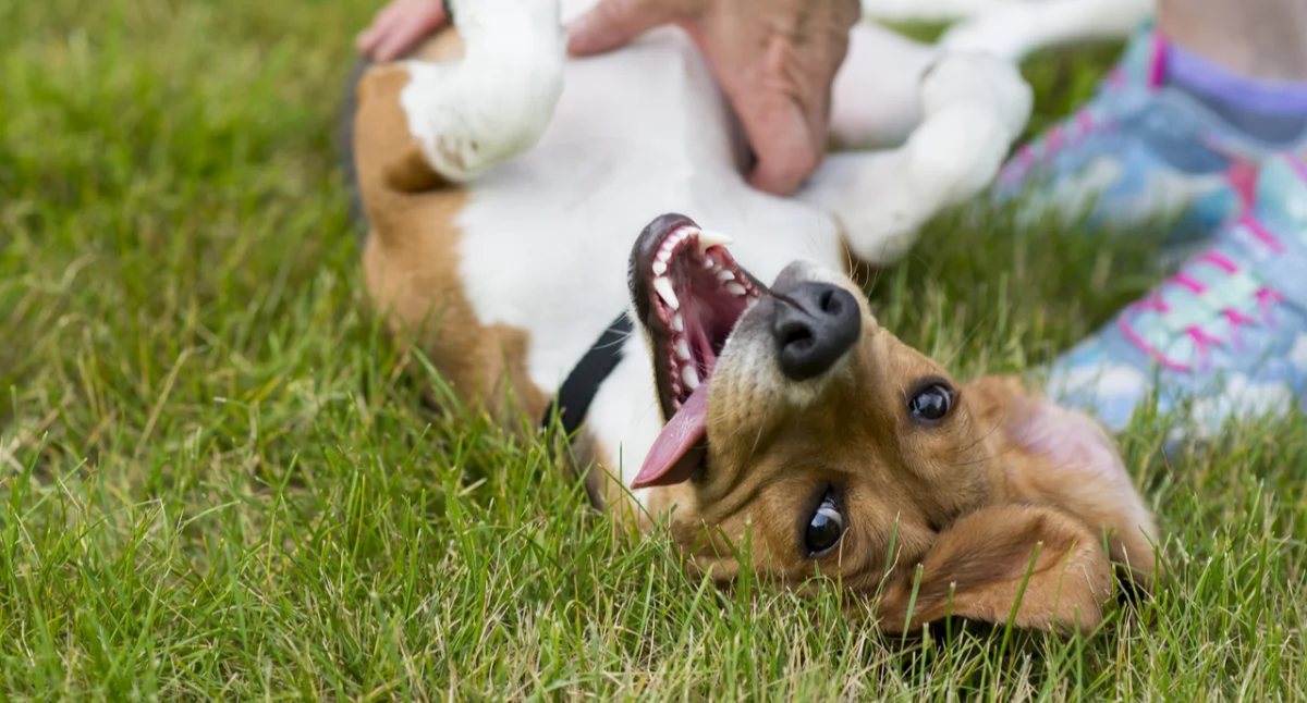 Adopcja, która zmienia dwa życia — rusza Weekend Adopcji z TOZ i Mars Polska
