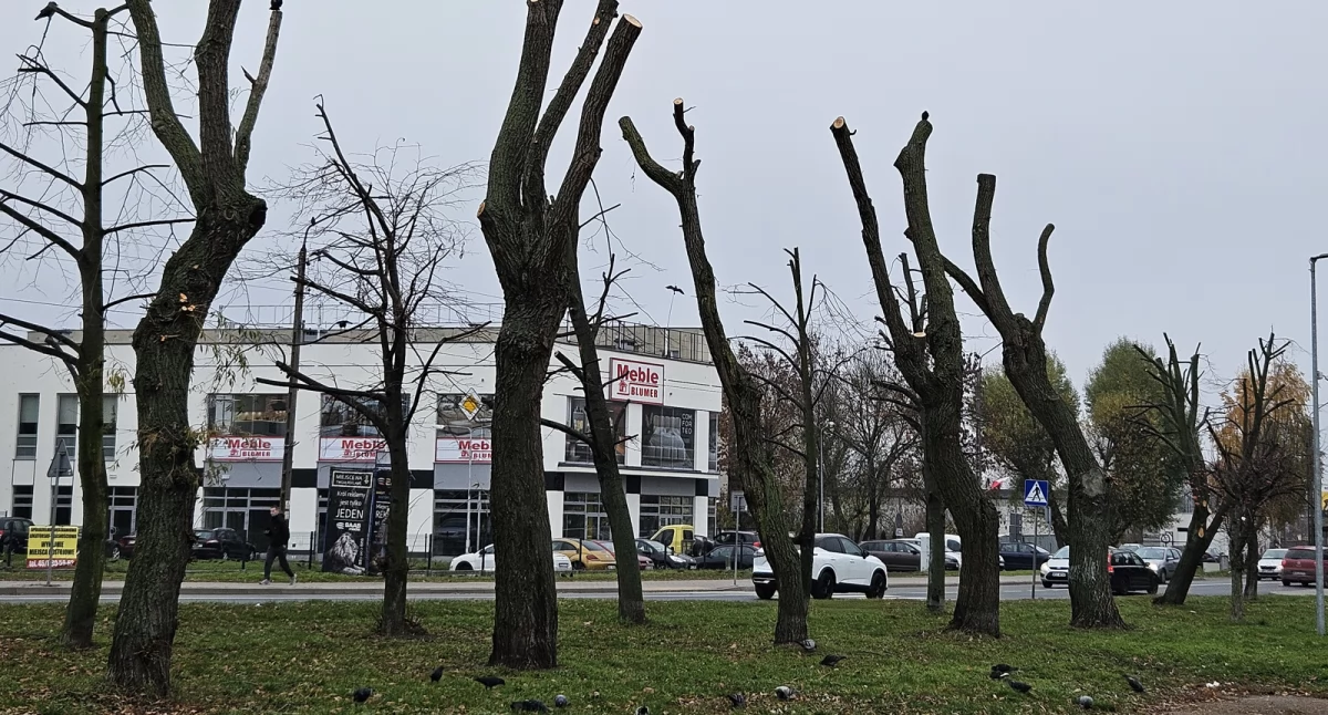 Pielęgnacja czy zwycięstwo nad naturą na osiedlu Victoria