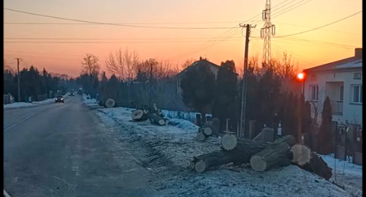 Wycięli stuletnie lipy - zamiast drzew będzie trawnik  