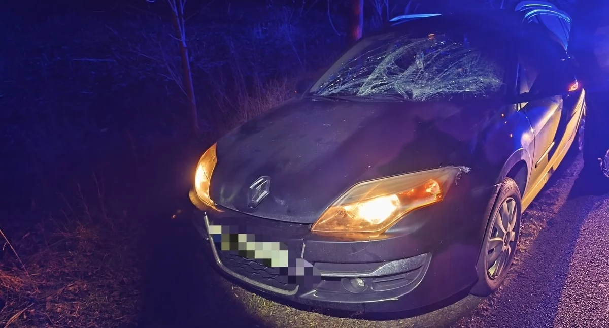 Dzikie zwierzęta giną na drogach naszego powiatu -  pod kołami sarny, łoś i borsuk