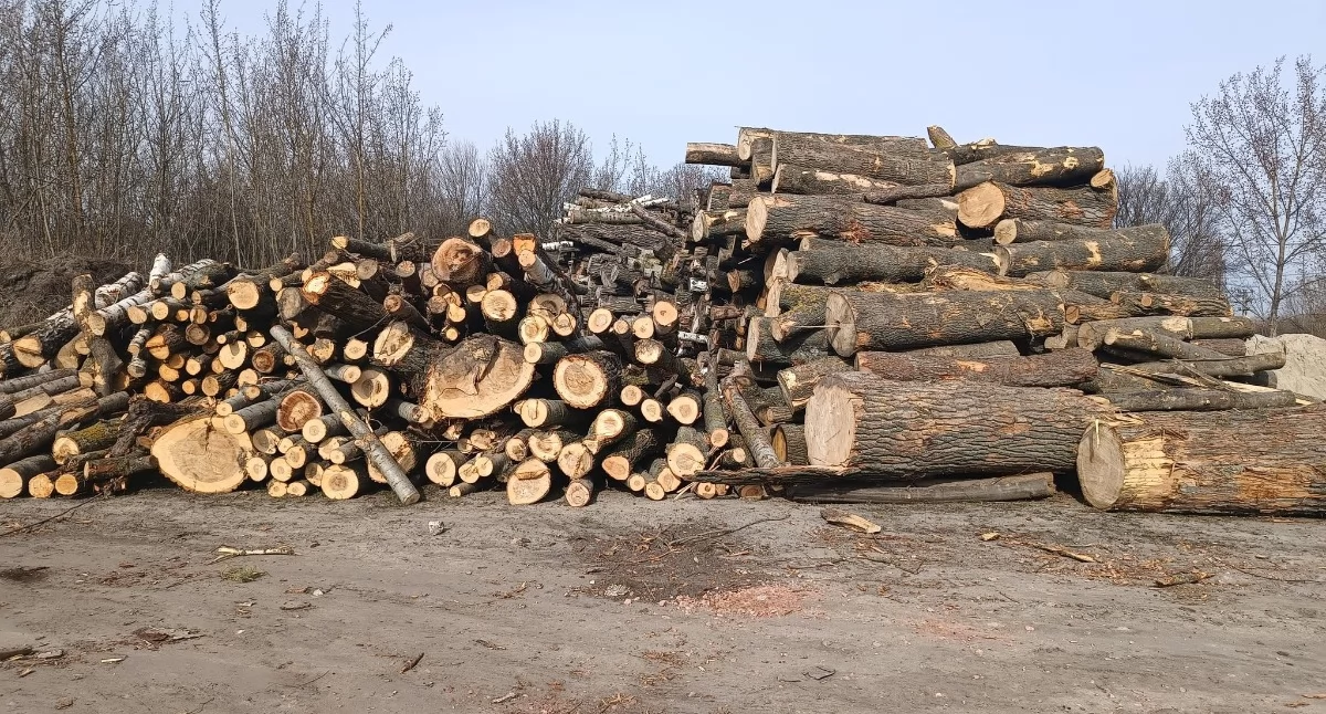 Urząd Miejski w Sochaczewie rozdaje drewno opałowe