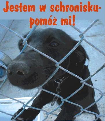 Ruszyła zbiórka darów dla Schroniska 