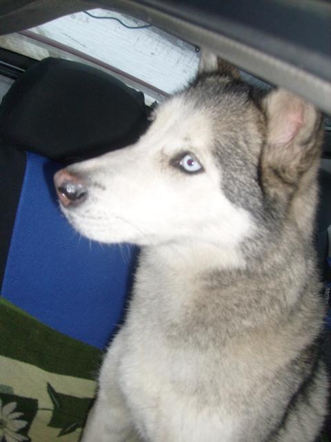 Młoda Husky - zagubiona czy porzucona?