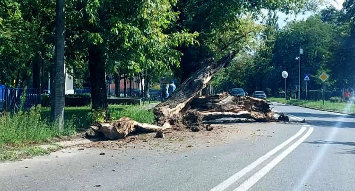 Zabytkowe lipy runęły na ul. Chopina w Chodakowie. Występują utrudnienia w ruchu