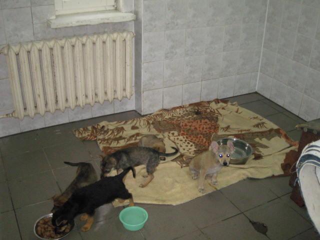 Azorek pęka w szwach