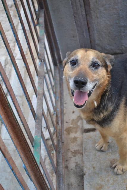 ŚWIATOWY DZIEŃ/TYDZIEŃ ZWIERZĄT - zapraszamy do adopcji!