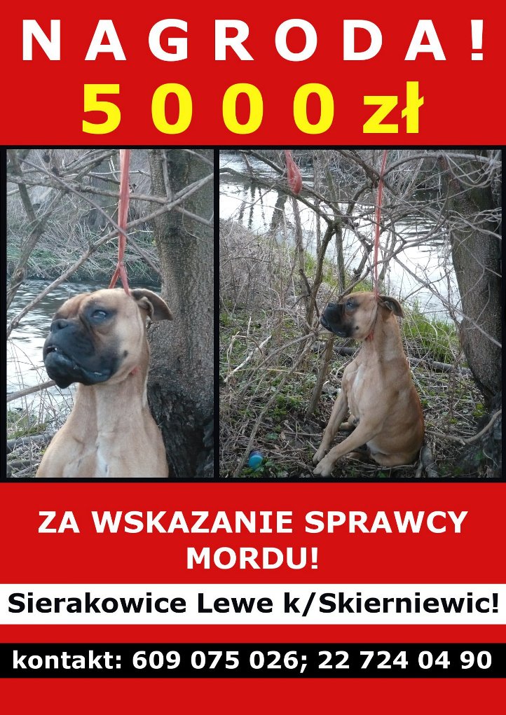 Powieszona sunia rasy bokser. Sprawca poszukiwany!!! NAGRODA