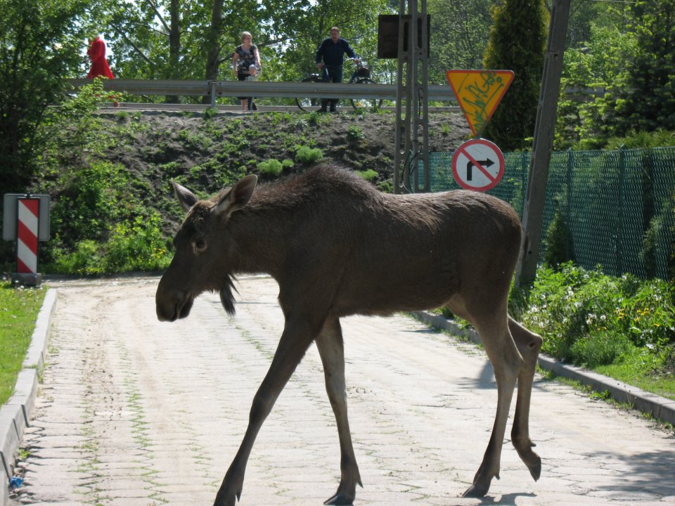 Łoś nad Bzurą