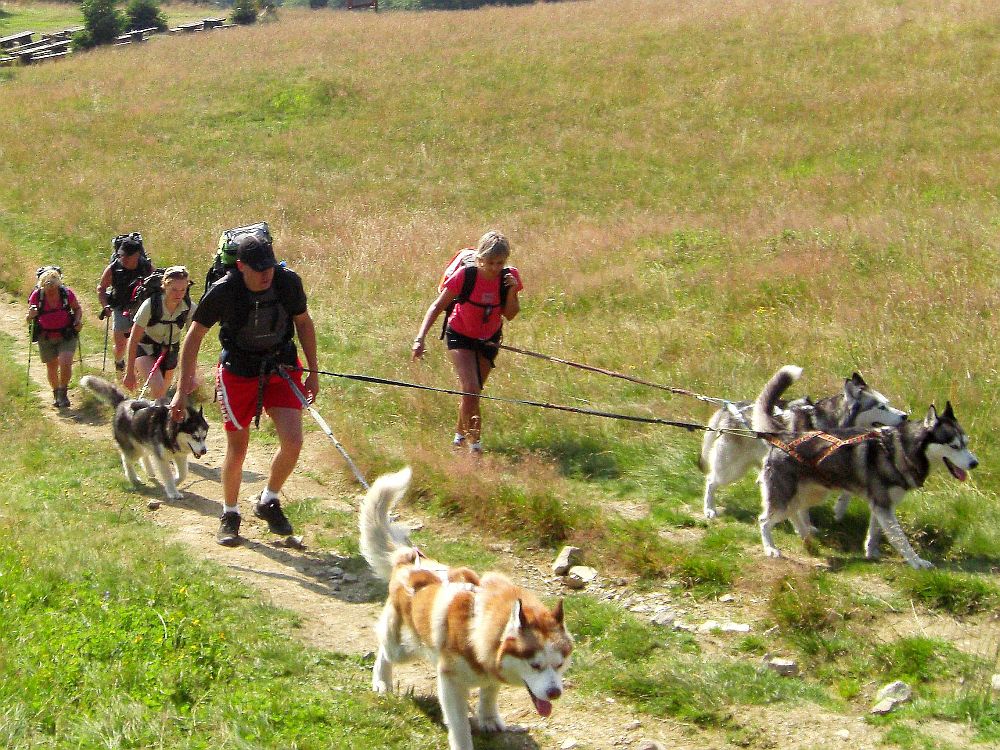 I Mistrzostwa Mazowsza w Dogtrekkingu