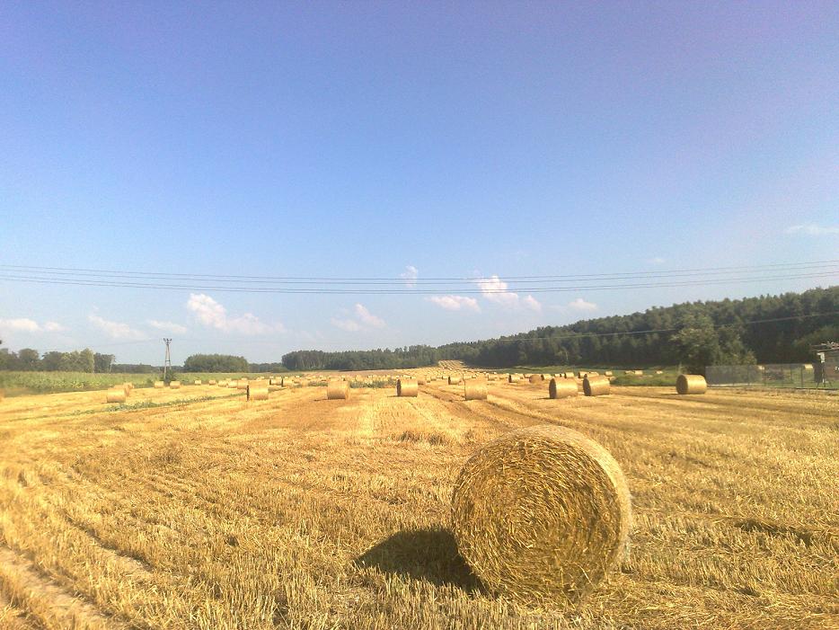 Żniwa w pełni, pogoda sprzyja
