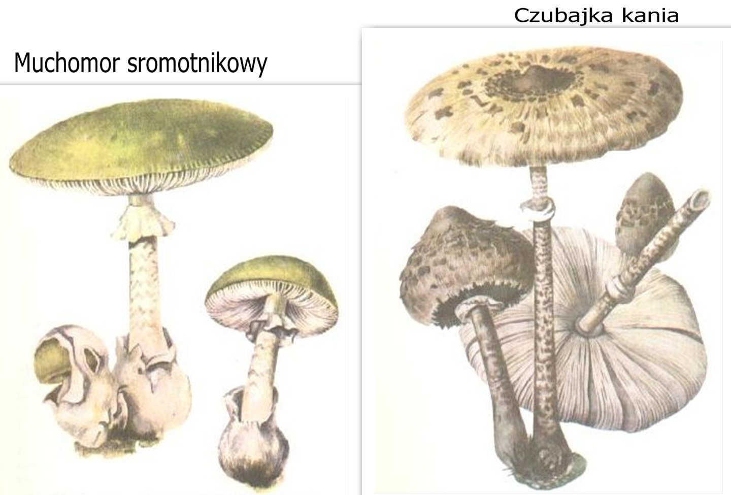 Grzyby – smaczne danie, czy śmiertelna trucizna