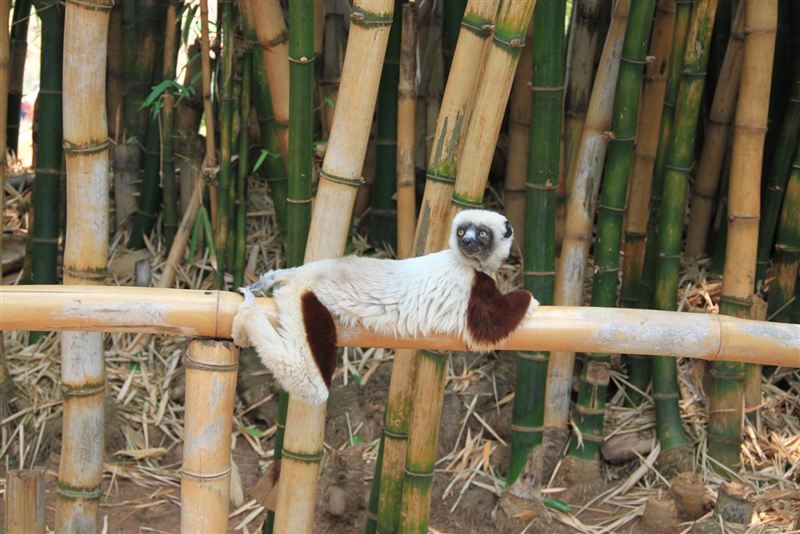 Madagaskar - czerwona wyspa