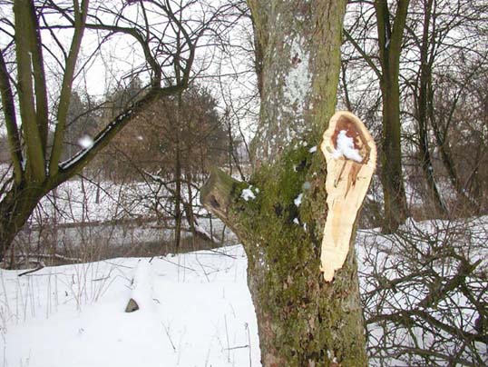 Zielony wandalizm - ciąg dalszy
