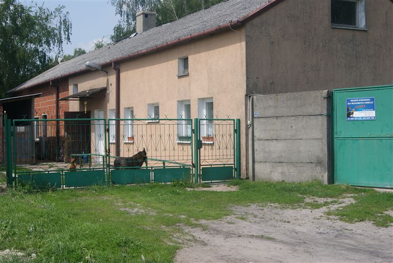 Psy zmieniają pana