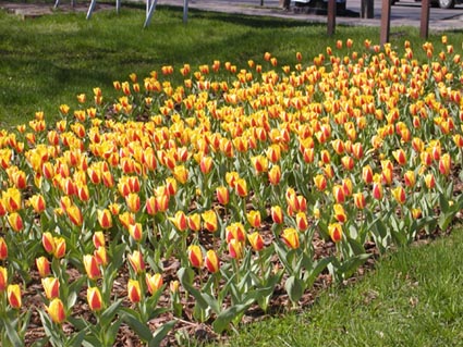 Sochaczew w tulipanach