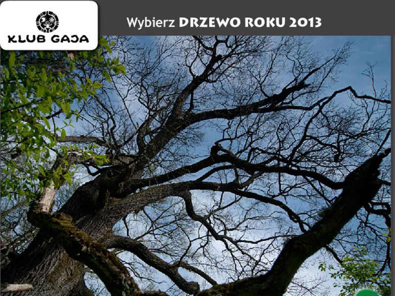 Zagłosuj na Dąb Powstańców 1863 r.