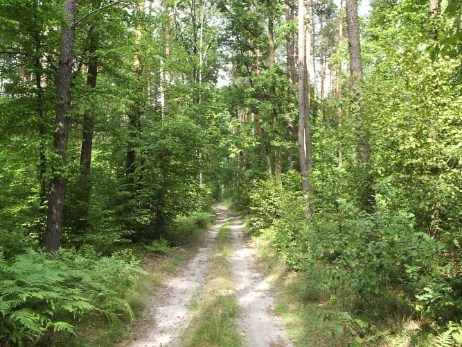 Ostrożnie w lesie - ponad 200 ha w ogniu