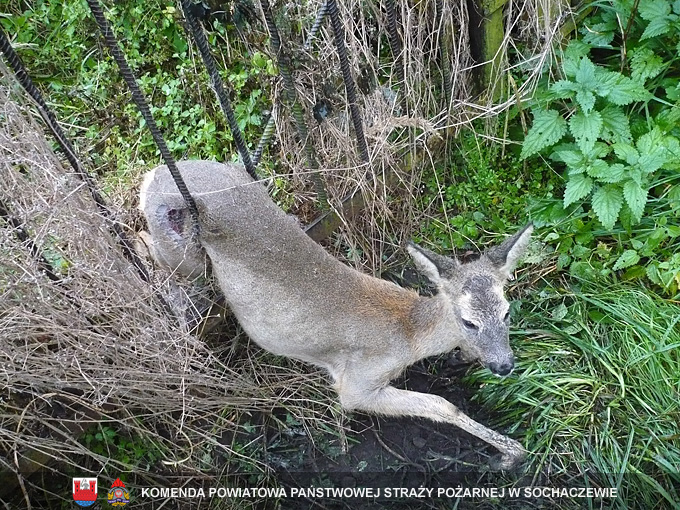 Sarna uwięziona w ogrodzeniu