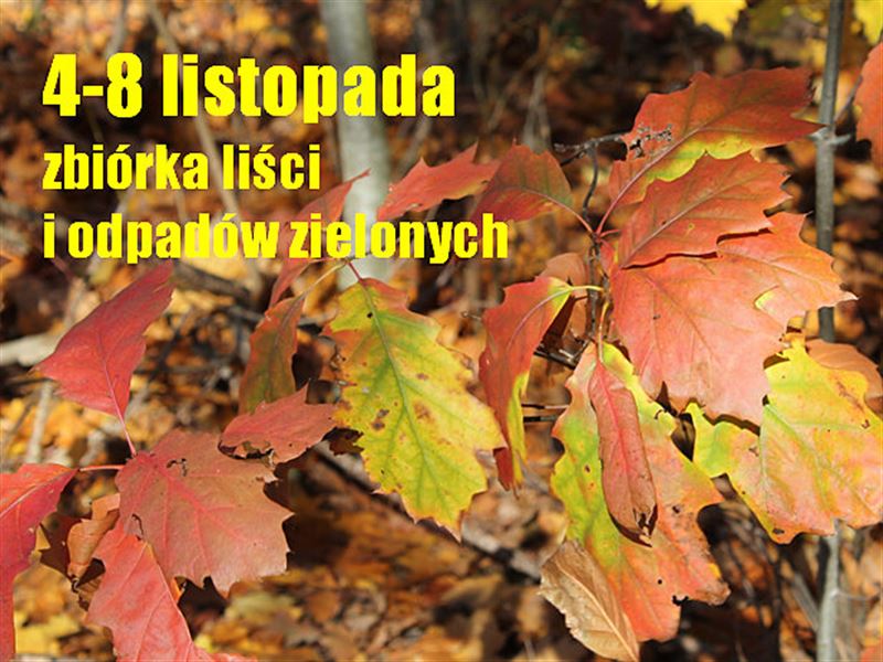 Zbiórka liści potrwa do piątku