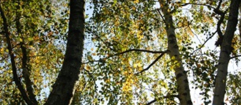 Różowe i niebieskie
