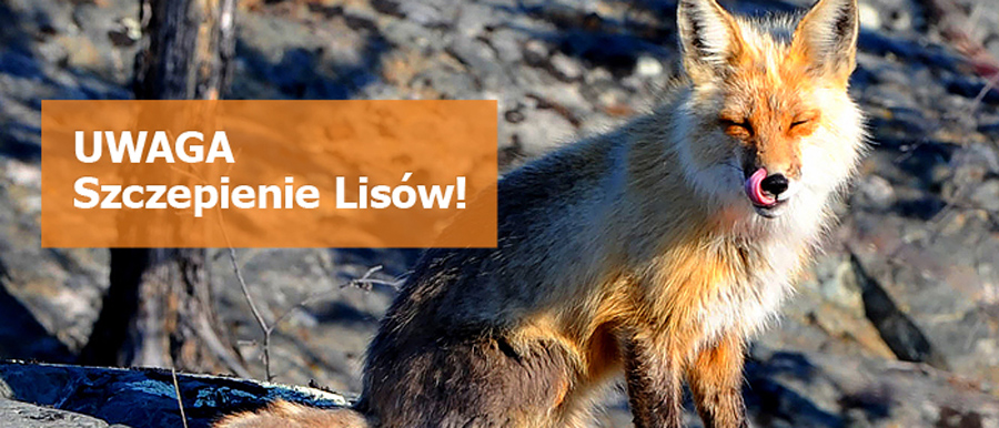 Wiosenne szczepienie lisów na Mazowszu