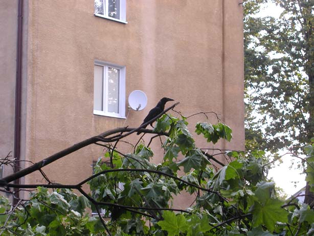 Burzowa masakra