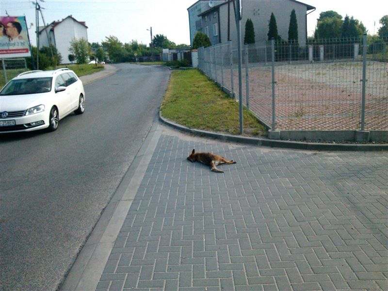 Lisy pojawiają się w mieście