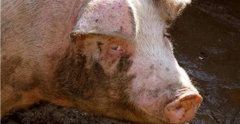 Podpalił zwierzęta ze szczególnym okrucieństwem