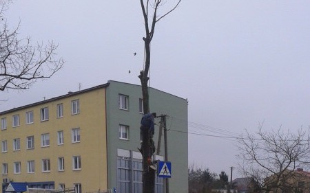 Zaczyna się wielka wycinka