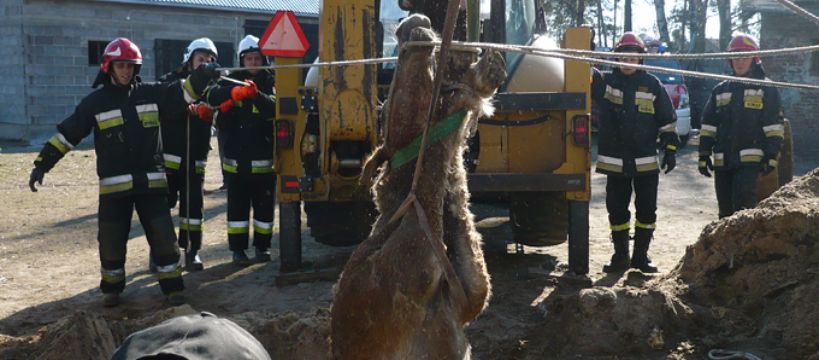 Strażacy ratują konia, który wpadł do studni