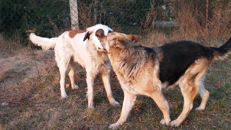 Piękne i bezpańskie