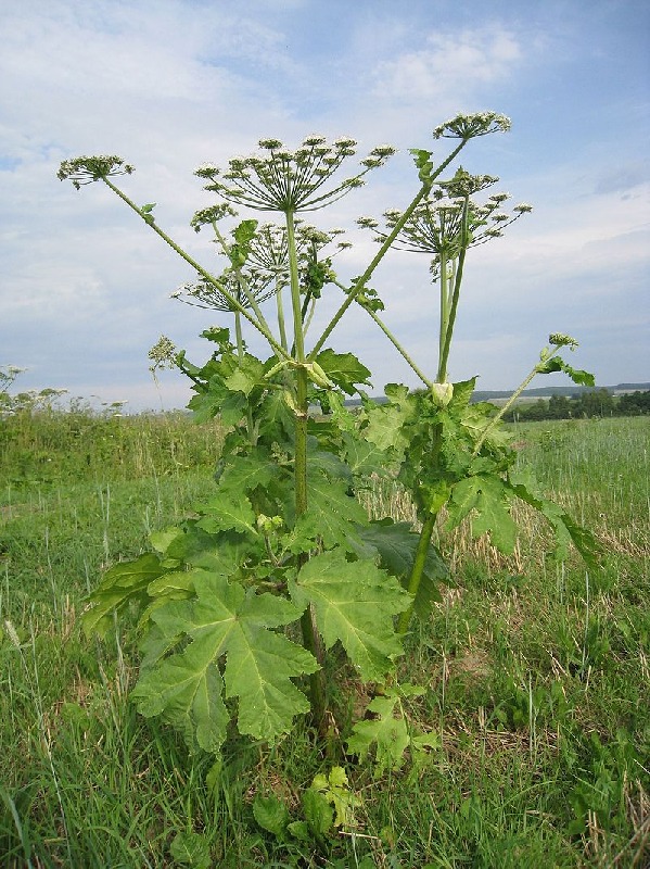 Uwaga na groźną roślinę
