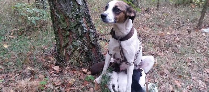 Znęcanie nad zwierzętami - szukamy świadków przestępstwa