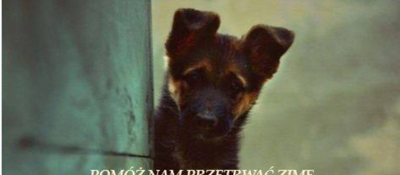 Pomóż nam przetrwać zimę