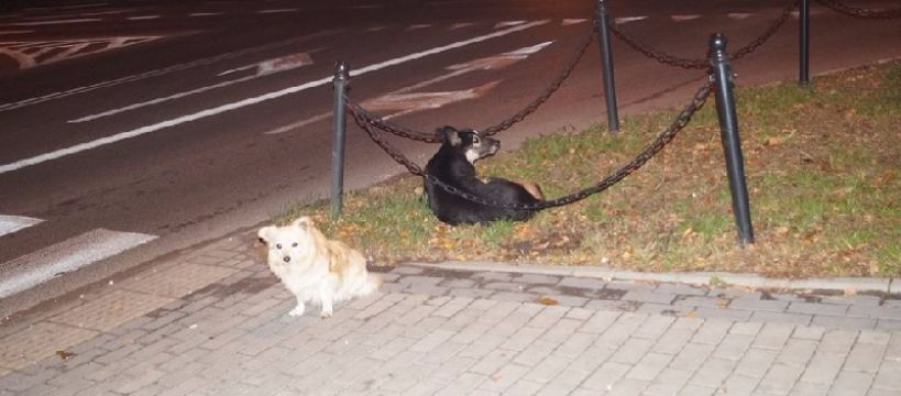 W sprawie psów z ul. Warszawskiej
