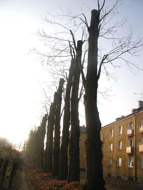 Topole - staruszki