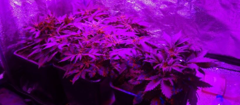 Marihuana i amfetamina - zatrzymania w Sochaczewie