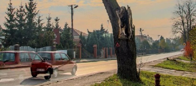 Wycinają zdrowe, zostawiają chore – interwencja