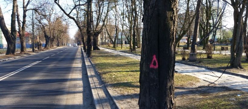 W Chodakowie drzew już nie będzie