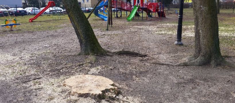 Szaleństwo nie ustaje