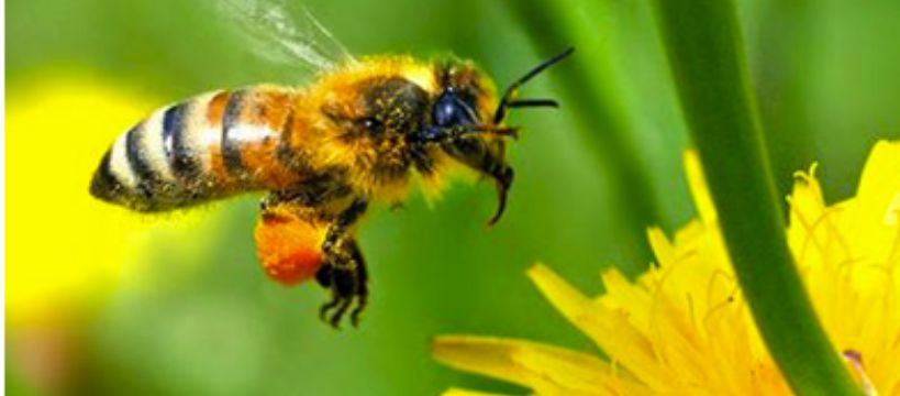 Apel – opryski dopiero po ustaniu lotu pszczół!