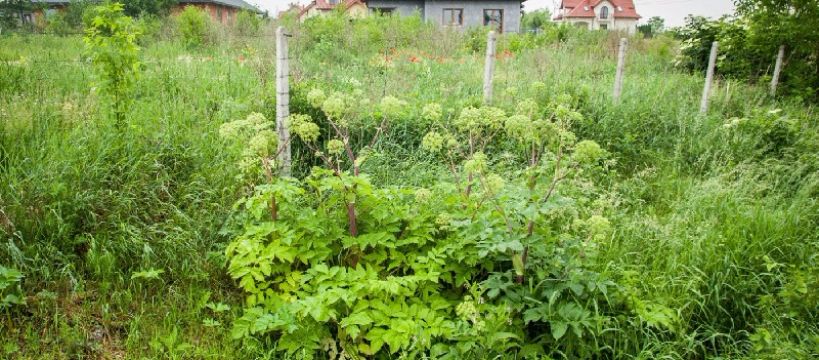Barszcz Sosnowskiego w Sochaczewie? – interwencja
