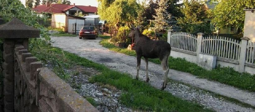 A po Teresinie spacerują łosie