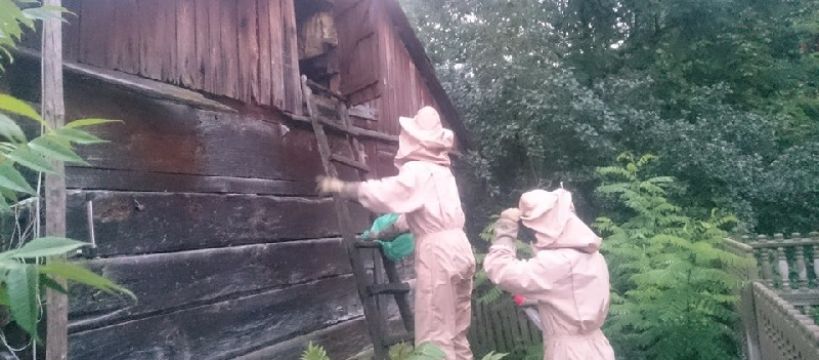 Na pomoc dręczonej przez szerszenie