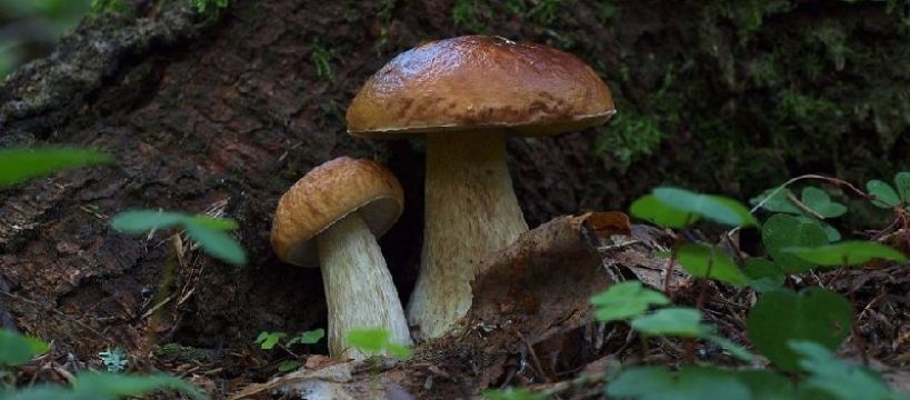 Są grzyby, ale robaczywe, teściowa winę zrzuca na księżyc