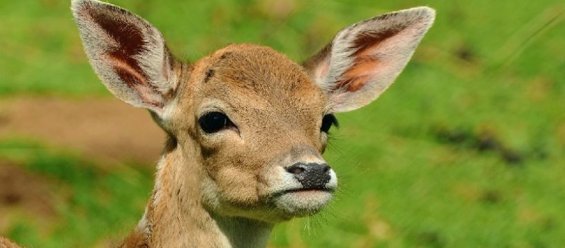 Będą kontrolować zwierzynę przy drodze W 575